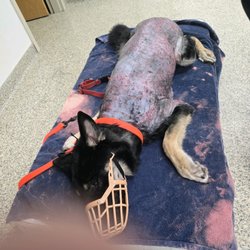 Zoomin Groomin - Still asleep after being knocked out to shave and treat sores.
