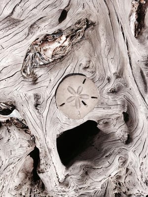 Edisto Beach State Park by null