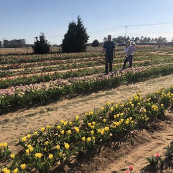 Texas-Tulips - Rows and rows of flowers - Nurseries & Gardening Near Me - Pilot Point, Texas
