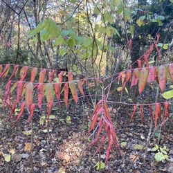 Shady Oaks Campground & RV Park - Fall Leaves at the campground
