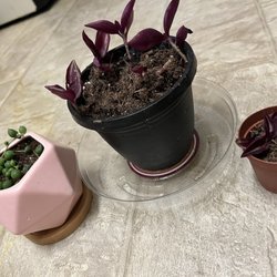 Towns' Garden Center - Half off zebrina I broke a piece putting it in dryer soil and repotted him in the tiny string of pearls pot on the left