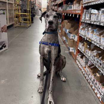 Bark Busters Home Dog Training - This is Arlo! He is a gentle giant with an amazing family. Arlo has been learning how to walk around people other dogs. - Pet Training Near Me Bark Busters Home Dog Training - This is Arlo! He is a gentle giant with an amazing family. Arlo has been learning how to walk around people other dogs. - Pet Training Near Me