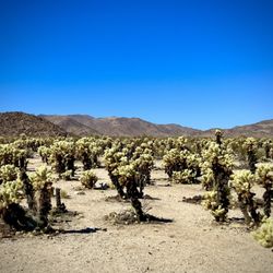 Cholla Cactus Garden - Views around the Cholla Cactus Garden - 10 cafes full of thousands of "teddy bear" cholla cacti