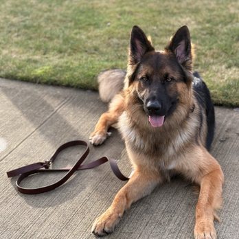 PacwestK9 - Pet Training Near Me - Tacoma, Washington