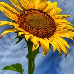 The Anderson Sunflower Farm