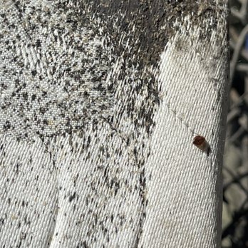 Dusk Til Dawn Pest Elimination - Bed bug treatment - Pest Control Near Me Dusk Til Dawn Pest Elimination - Bed bug treatment - Pest Control Near Me