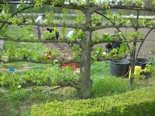 Potager du Roi by null