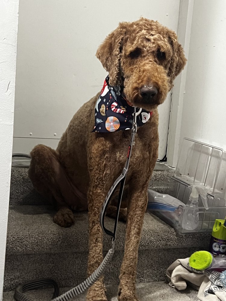 LUCKY PAW GROOMING SPA Updated June 2024 Spokane, Washington Pet