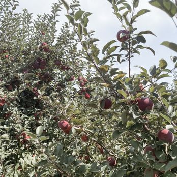 Apple Ridge Orchards - apple picking - Pick Your Own Farms Near Me - Warwick, New York