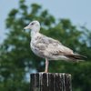 Keyport Waterfront Park gift card