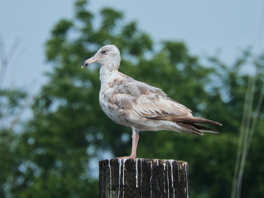 Keyport Waterfront Park Image