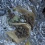 Photo of Best Taco