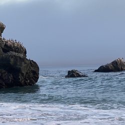 Limekiln State Park - Flocks of birds and otters hang out just offshore