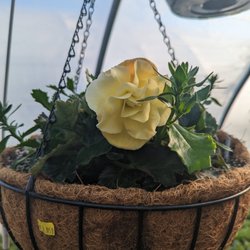 The Posey Patch Greenhouse