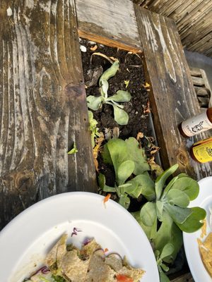 Date & Thyme Organic Cafe and Market by null