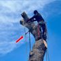 Photo of Alan & Son Tree Service