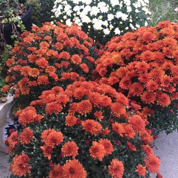 Walmart Garden Center - A wonder selection of Fall chrysanthemums And Karen was a great help with care tips... - Nurseries & Gardening Near Me - Lawrence, Kansas Walmart Garden Center - A wonder selection of Fall chrysanthemums And Karen was a great help with care tips... - Nurseries & Gardening Near Me - Lawrence, Kansas
