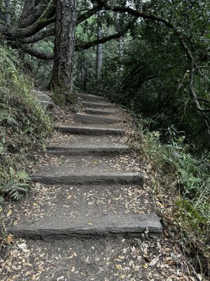 Muir Woods National Monument by null