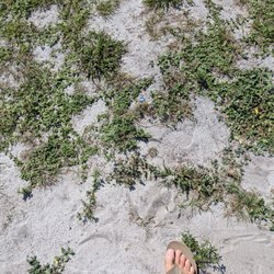 Kars Park - Sand spurs in the campground make it nearly impossible to walk around with your dog