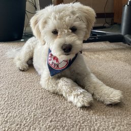 Bowie's new haircut,by James