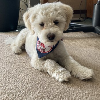 Urban Whiskers - Bowie's new haircut,by James - Pet Services Near Me - San Diego, California