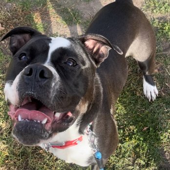 Specialty Dog Training - Pet Training Near Me - Oceanside, California