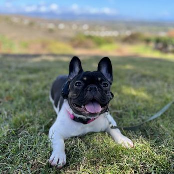 Hele Mai K9 - Pet Boarding Near Me