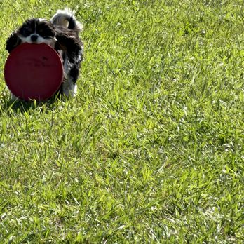 Durango Ranch RV Resort - August 18, 2026 - Sophie says "thanks" for providing a frisbee. - RV Parks Near Me - Durango, Colorado