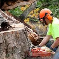 Stump Grinding Iowa