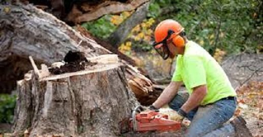 Stump Grinding Iowa - tree service in Urbandale, IA