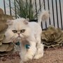 Photo of De-Tails Mobile Pet Grooming