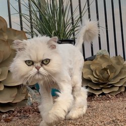 De-Tails Mobile Pet Grooming - Bentley