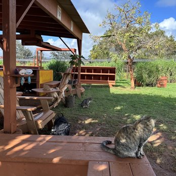 Lanai Cat Sanctuary - Animal Shelters Near Me - Lanai City, Hawaii Lanai Cat Sanctuary - Animal Shelters Near Me - Lanai City, Hawaii