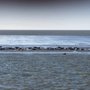 Photo of Robbentochten Ameland