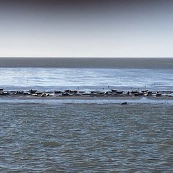 Robbentochten Ameland