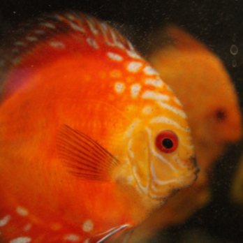 Hacienda Aquatics - Pet Stores Near Me - La Puente, California