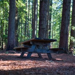 LandPaths Grove of Old Trees - The picnic area of the grove consists of a single bench, and a narrow 'prep table'.