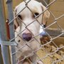 Photo of Bastrop County Animal Control