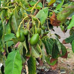 Walter Andersen Nursery - This is how my tree before it got bad