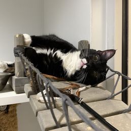 Cat! Cat!