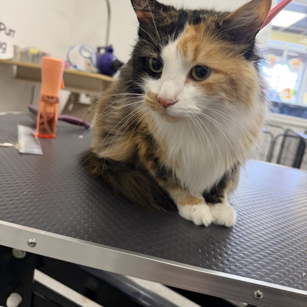 Wag N Purr Grooming - Before Cat bath - Pet Groomers Near Me - Ontario, California