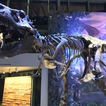 Witte Museum - Night at the museum. - Museums Near Me - San Antonio, Texas Witte Museum - Night at the museum. - Museums Near Me - San Antonio, Texas