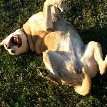 Roxy's Dog Ranch - Pet Sitting Near Me - Ridgefield, Washington Roxy's Dog Ranch - Pet Sitting Near Me - Ridgefield, Washington