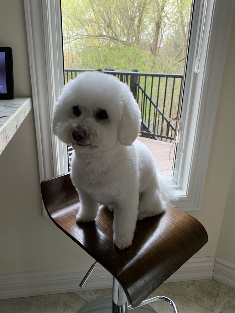 CROWNED CANINES DOG GROOMING SPA & BOUTIQUE Updated September 2024