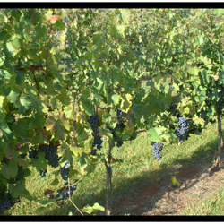 Five Oaks Vineyard