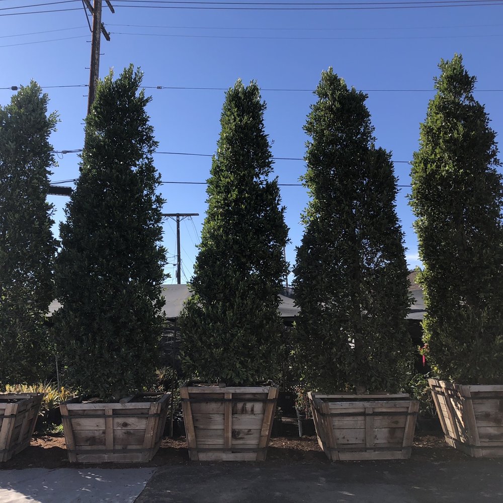 The Standard Design Group Nurseries - Ficus Nidia XXL 18ft tall 48" box - Nurseries & Gardening Near Me - North Hollywood, California