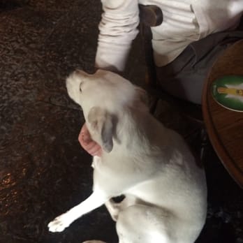 Mollys Bar - It's a dogs world! - Bars Near Me - Letterfrack, G