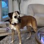 Photo of Allison Tashnek Mobile Veterinarian