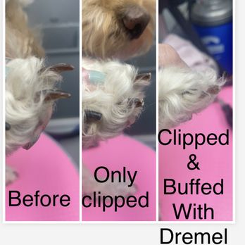 Shear Purrfection - Pet Groomers Near Me - Yelm, Washington Shear Purrfection - Pet Groomers Near Me - Yelm, Washington