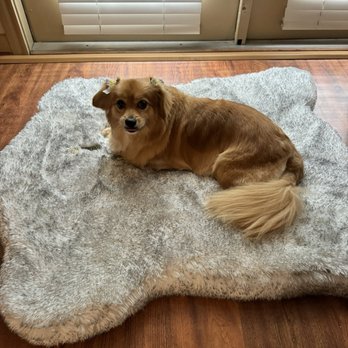 Bubbles Pet Salon - Pet Groomers Near Me - Houston, Texas